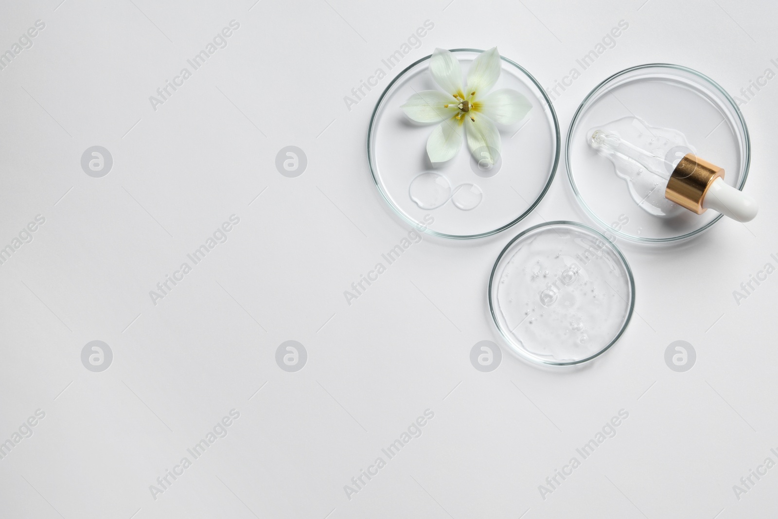 Photo of Petri dishes with samples of cosmetic oil, pipette and beautiful flower on white background, flat lay. Space for text