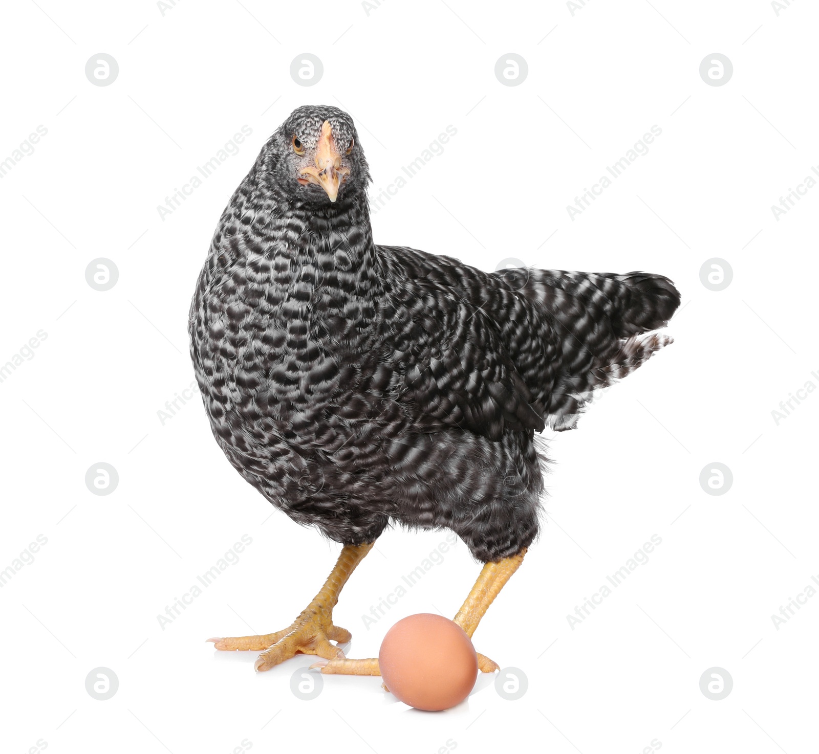 Photo of Chicken with eggs on white background. Domestic animal