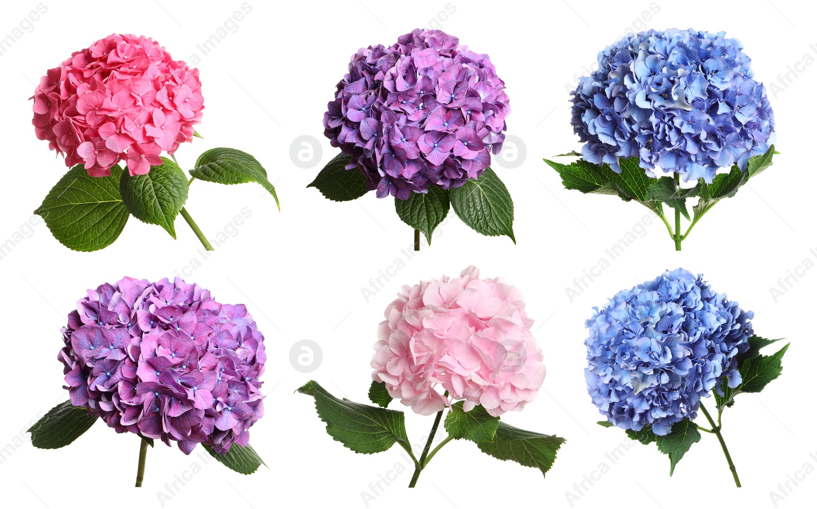 Image of Set with delicate beautiful hortensia flowers on white background 