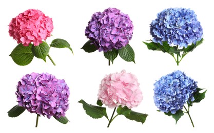Image of Set with delicate beautiful hortensia flowers on white background 