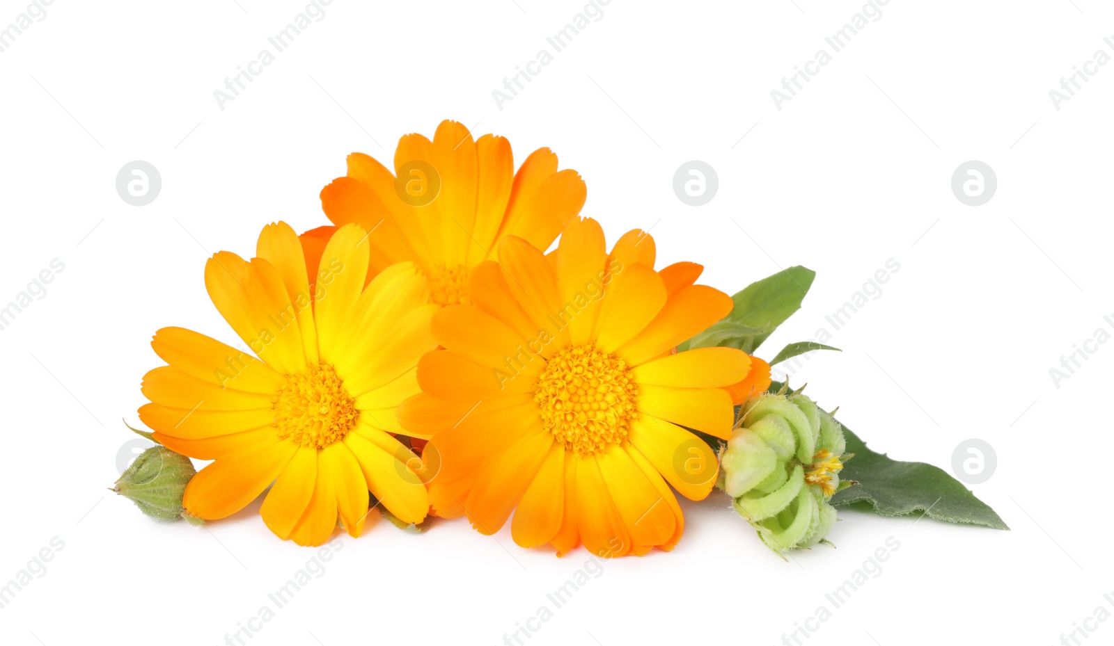 Photo of Fresh beautiful calendula flowers on white background