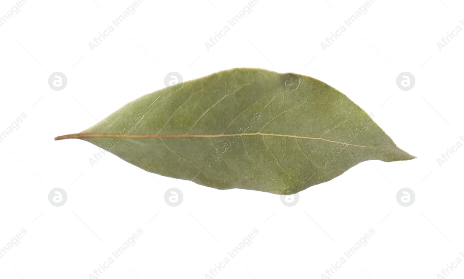 Photo of One aromatic bay leaf isolated on white