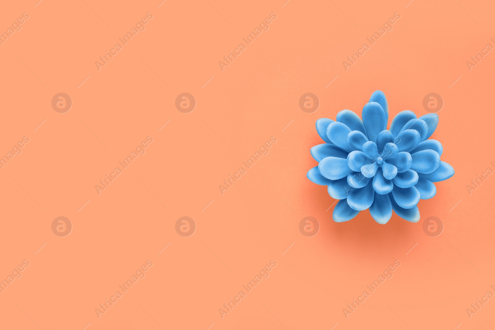Photo of Decorative succulent on orange background, top view. Space for text