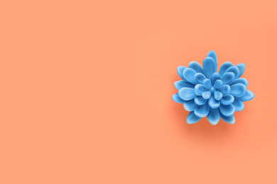 Decorative succulent on orange background, top view. Space for text