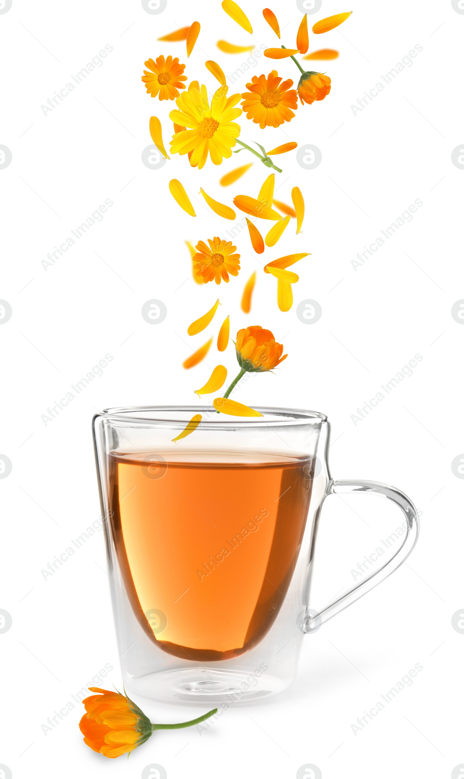 Image of Beautiful calendula flowers and petals falling into cup of freshly brewed tea on white background