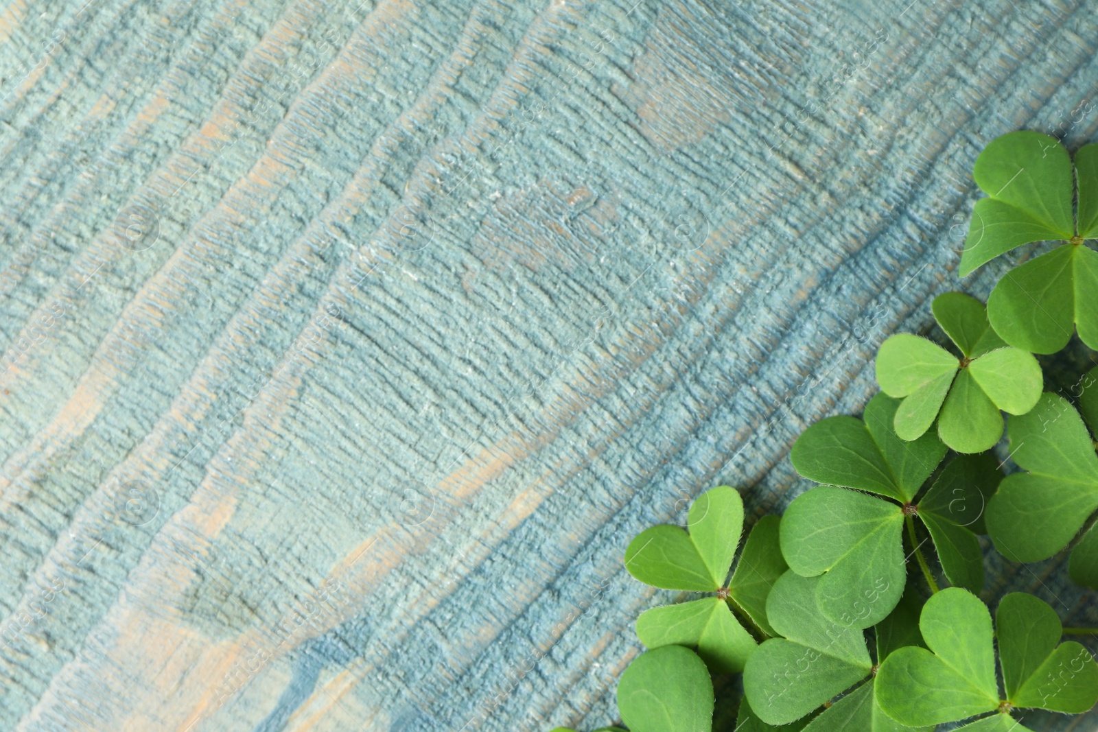 Photo of Clover leaves on blue wooden table, flat lay with space for text. St. Patrick's Day symbol