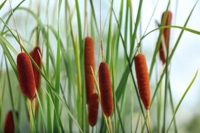 Photo of Beautiful reeds with brown catkins outdoors on sunny day