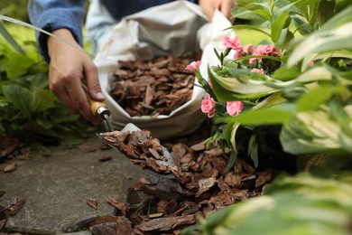 Photo of Woman mulching flowers with bark chips in garden, closeup