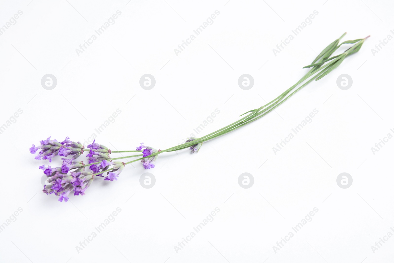 Photo of Beautiful blooming lavender flowers on white background