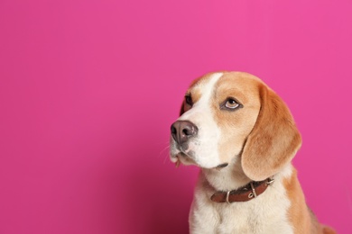 Photo of Cute Beagle dog on color background