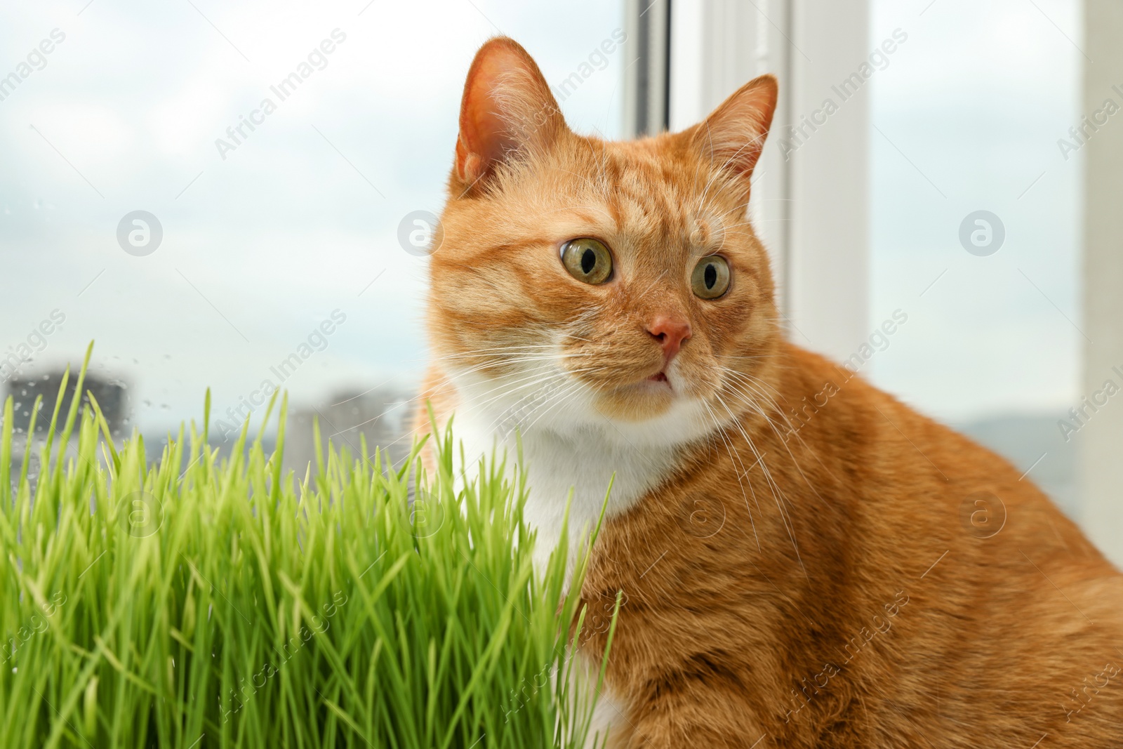 Photo of Cute ginger cat and green grass near window indoors, closeup