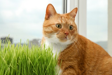 Cute ginger cat and green grass near window indoors, closeup