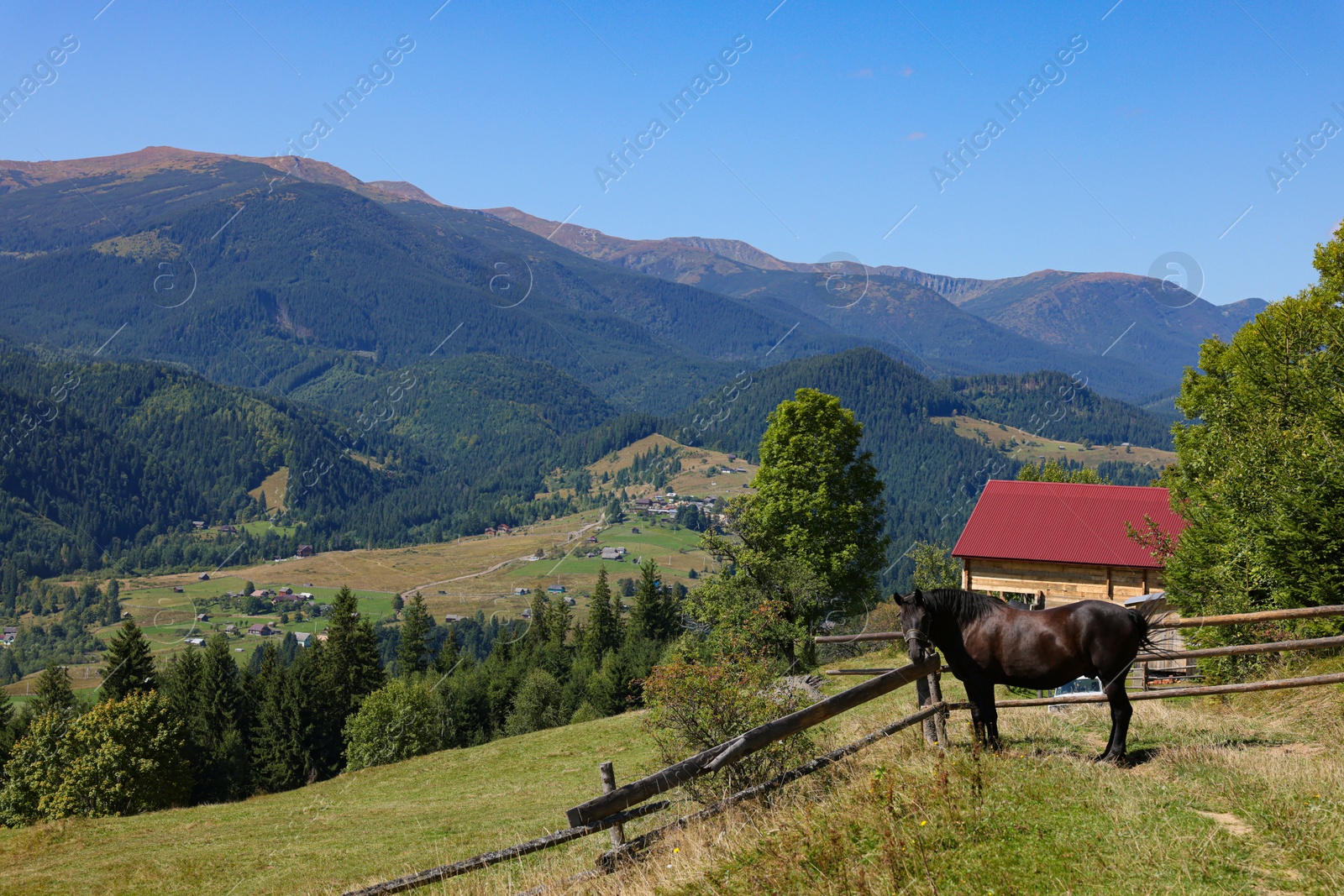 Photo of Horse grazing on pasture in mountains. Lovely domesticated pet