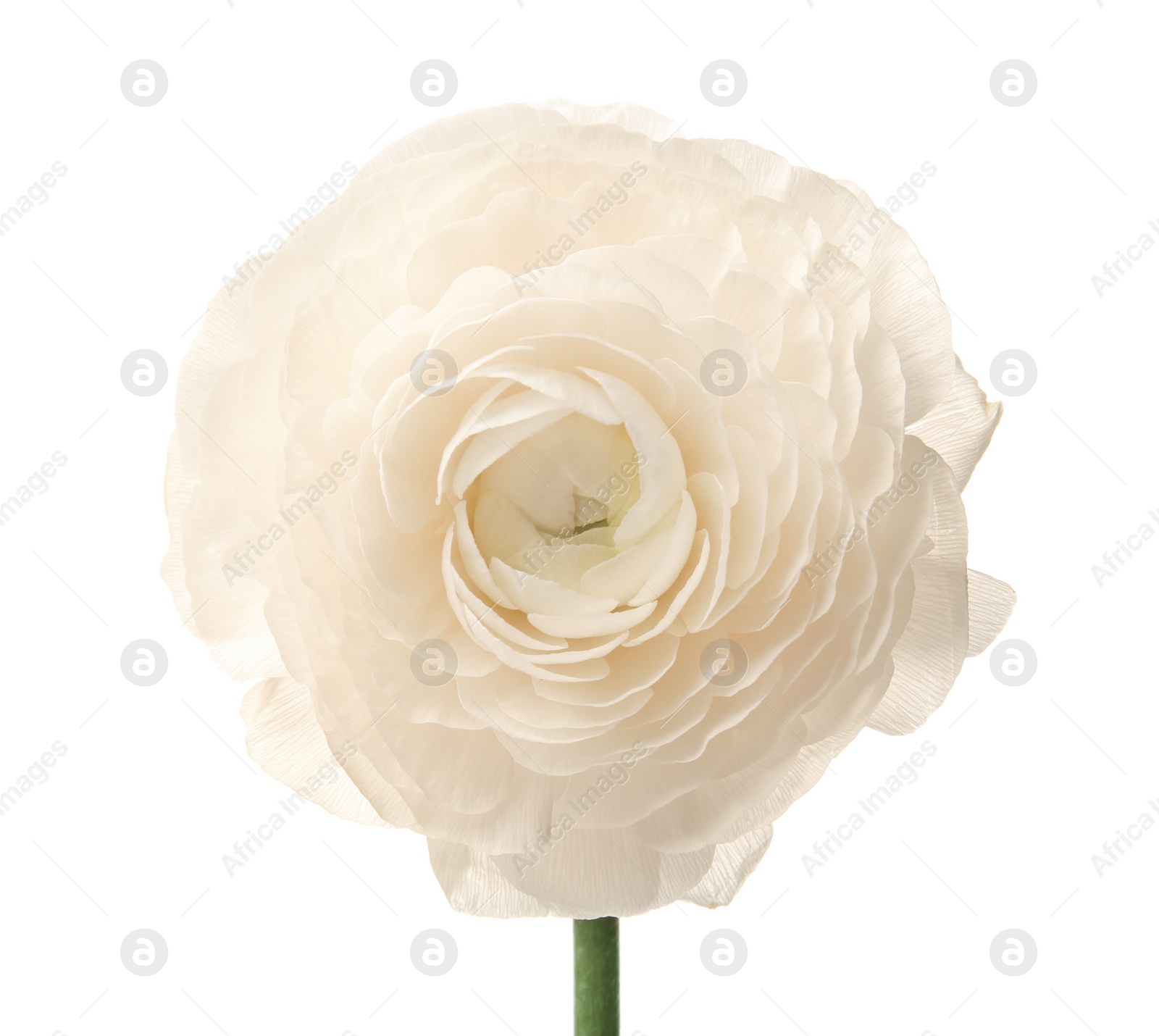 Photo of Beautiful ranunculus flower on white background