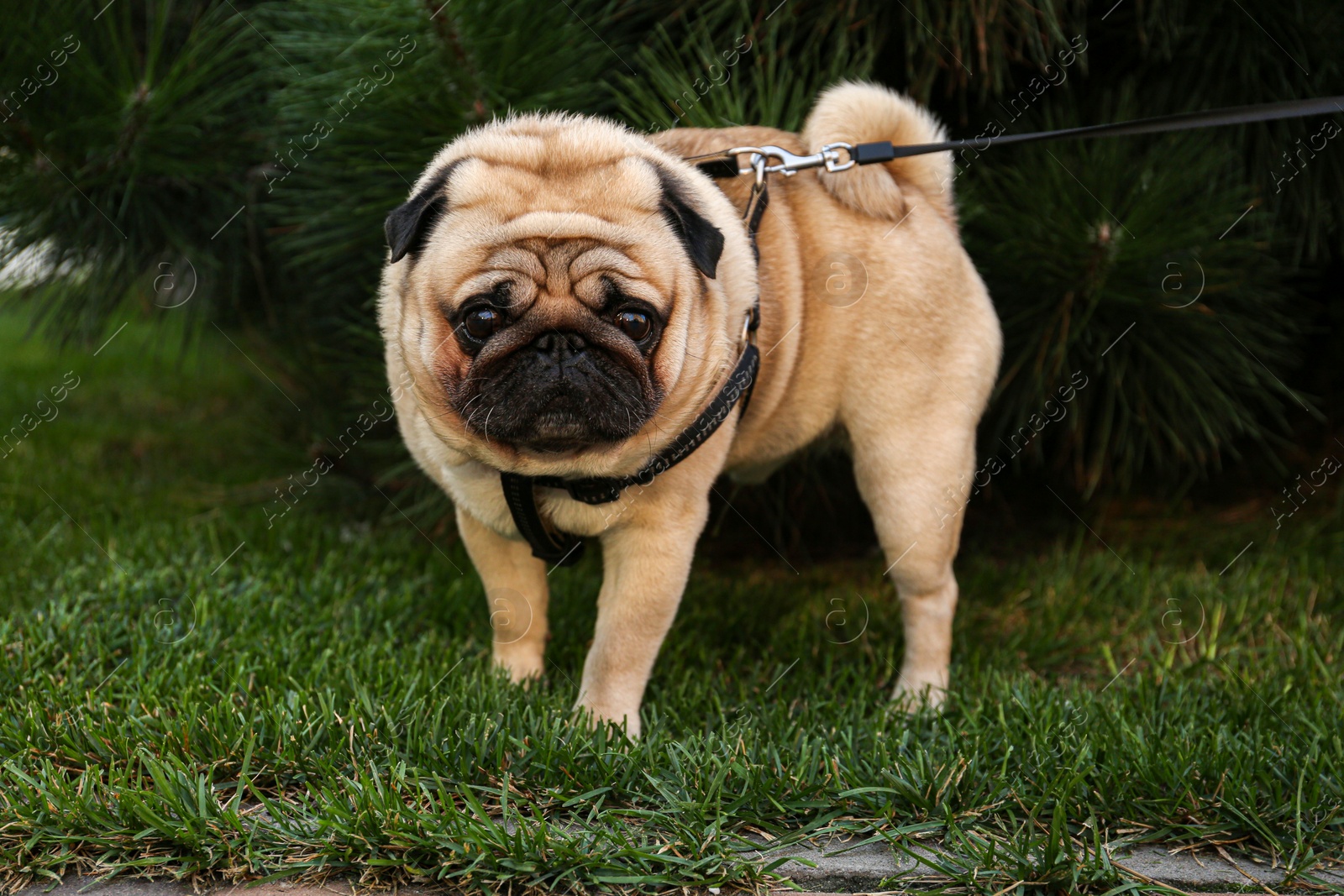 Photo of Cute pug with leash on green lawn outdoors, closeup. Dog walking