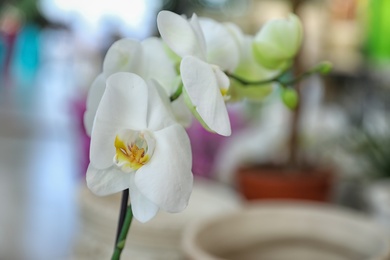 Photo of Beautiful blooming tropical orchid in store, closeup. Space for text