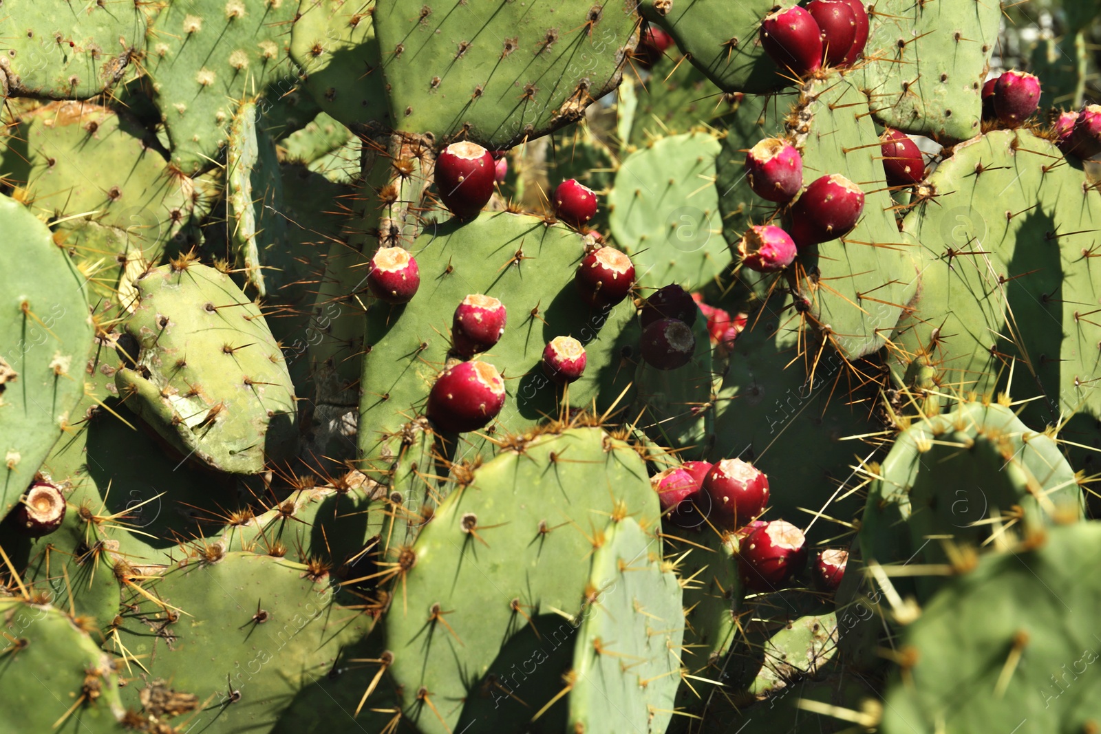 Photo of Beautiful prickly pear cacti growing outdoors on sunny day