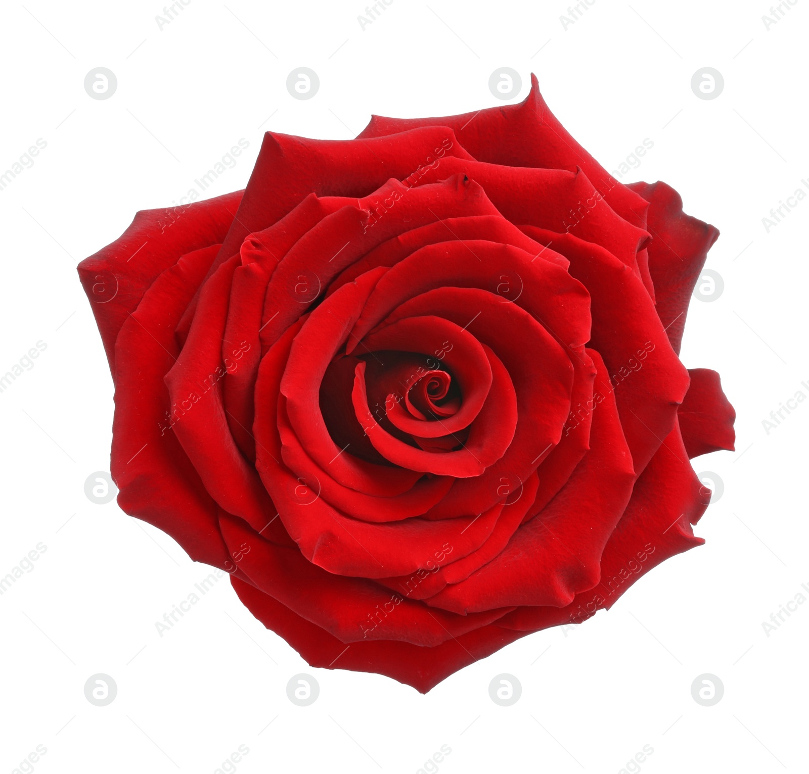 Photo of Beautiful fresh red rose isolated on white