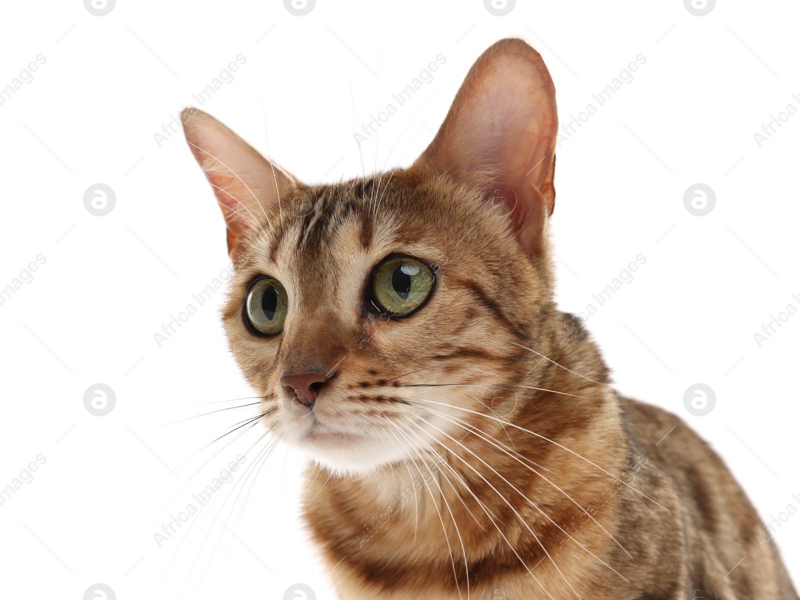 Photo of Cute Bengal cat on white background. Adorable pet