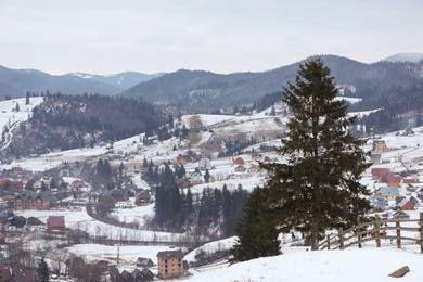 Winter landscape with beautiful conifer trees in mountain village