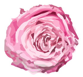Illustration of Beautiful rose illustration on white background. Stylish design