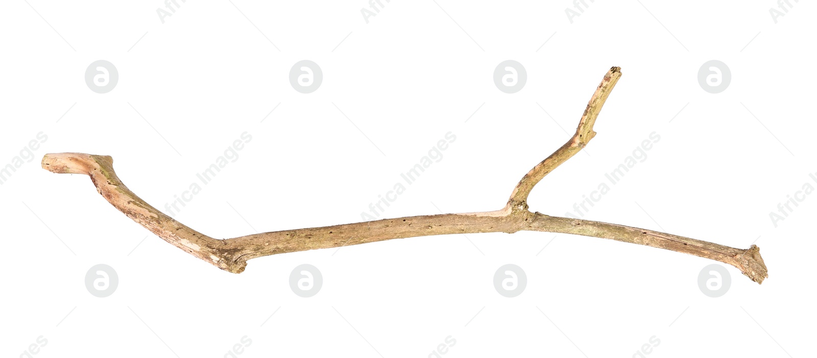 Photo of One dry tree branch isolated on white, top view