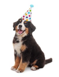 Image of Adorable Bernese Mountain Dog with party hat on white background