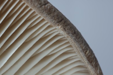 Photo of Fresh oyster mushroom on grey background, macro view