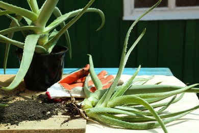 Photo of Aloe vera plants, gardening gloves and soil on table outdoors