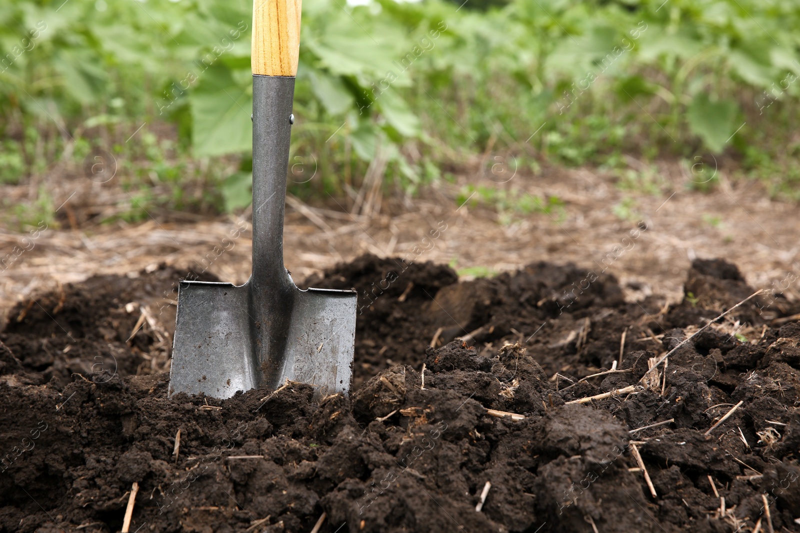 Photo of Shovel in soil outdoors, space for text