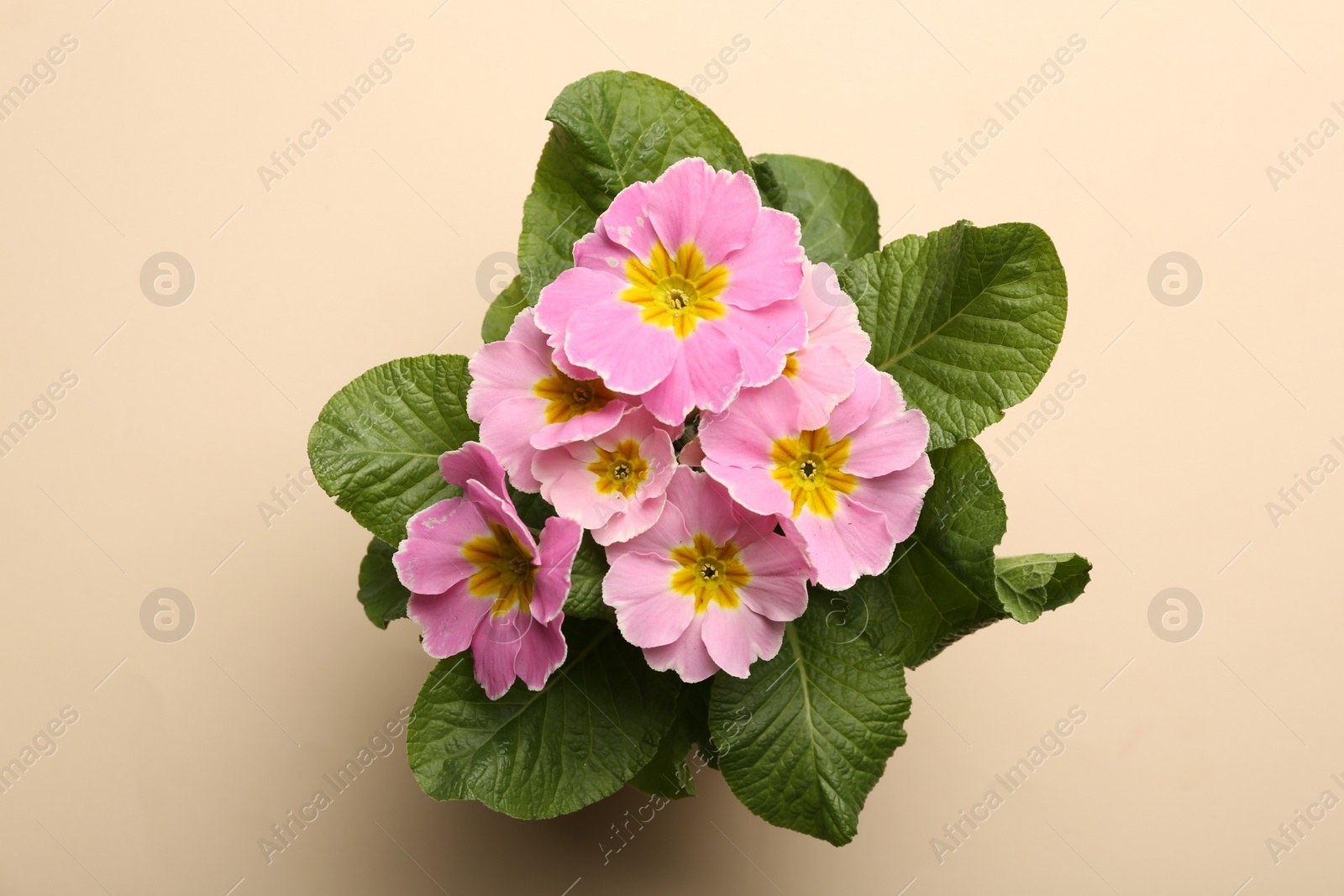 Photo of Beautiful pink primula (primrose) flower on beige background, top view. Spring blossom