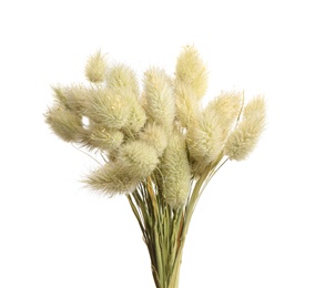 Bouquet of dried flowers on white background