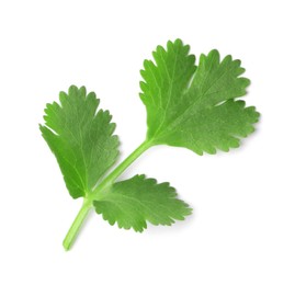 Photo of Aromatic fresh green cilantro isolated on white, top view