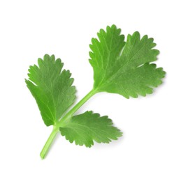 Aromatic fresh green cilantro isolated on white, top view