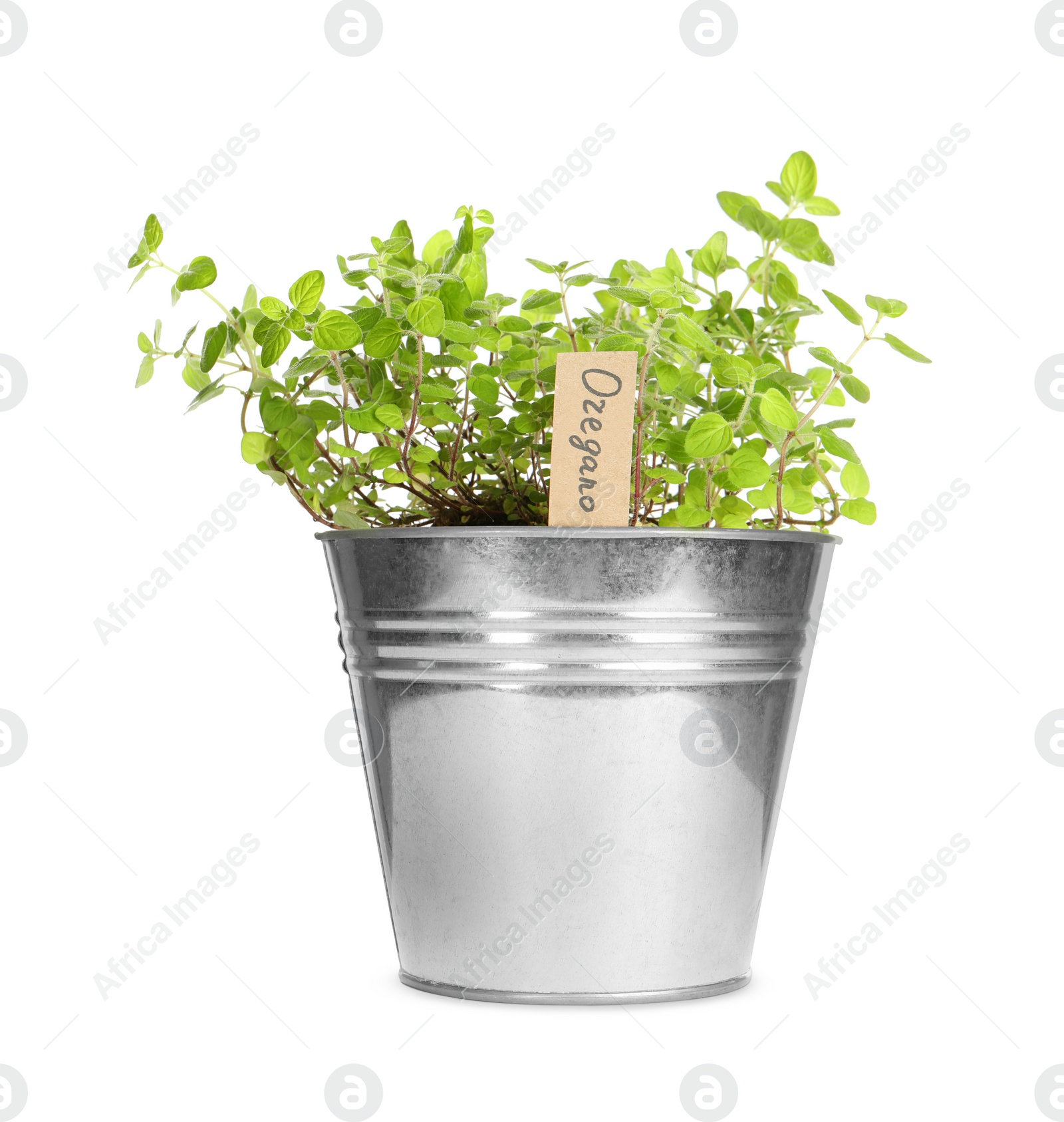 Image of Green oregano with tag in pot isolated on white