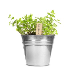 Image of Green oregano with tag in pot isolated on white