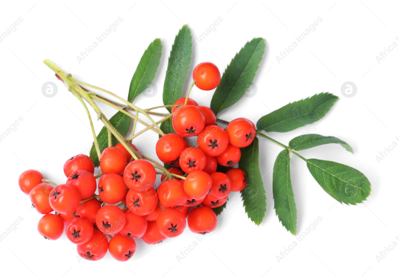 Photo of Bunch of ripe rowan berries with green leaves on white background, top view