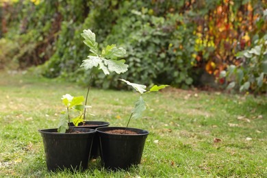 Photo of Pots with saplings on green grass in park. Planting tree