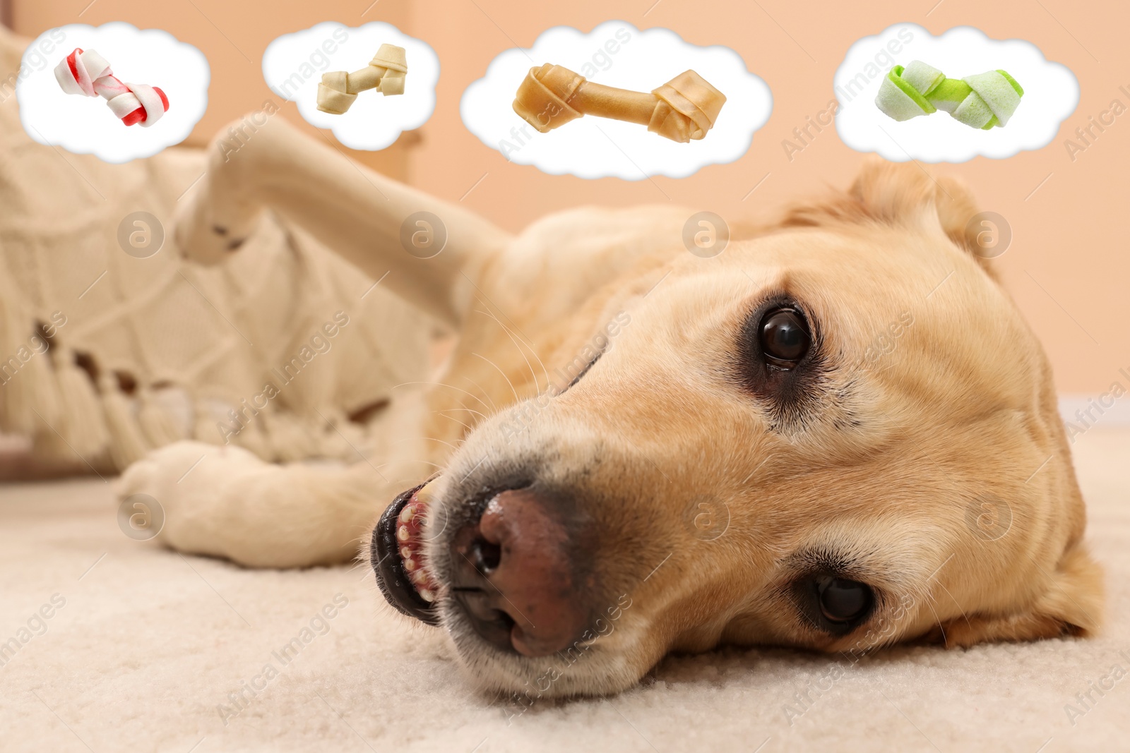 Image of Cute Golden Labrador Retriever dreaming about tasty treats on floor indoors. Thought clouds with knotted bones