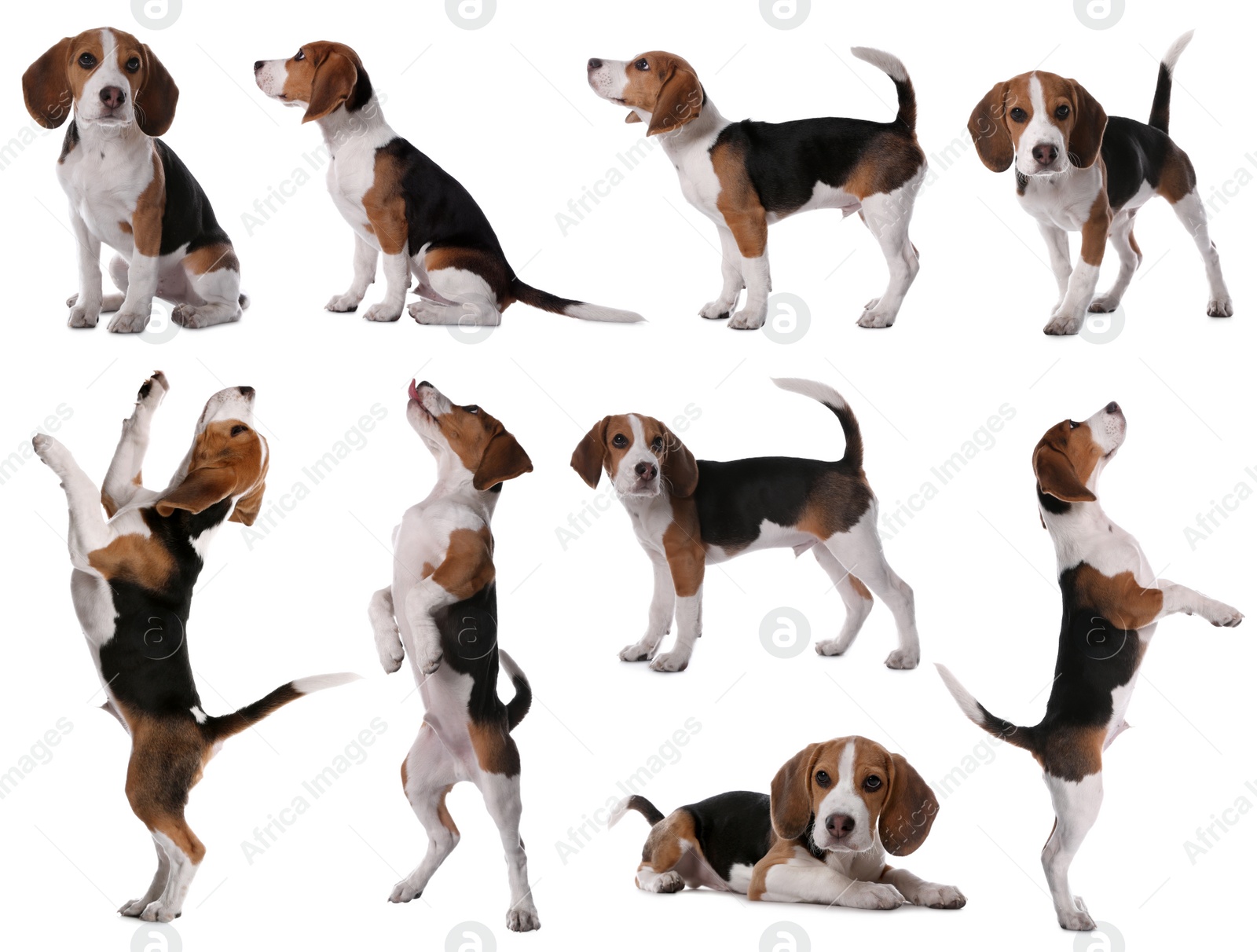 Image of Collage with photos of cute dog on white background