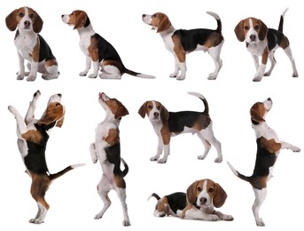 Image of Collage with photos of cute dog on white background