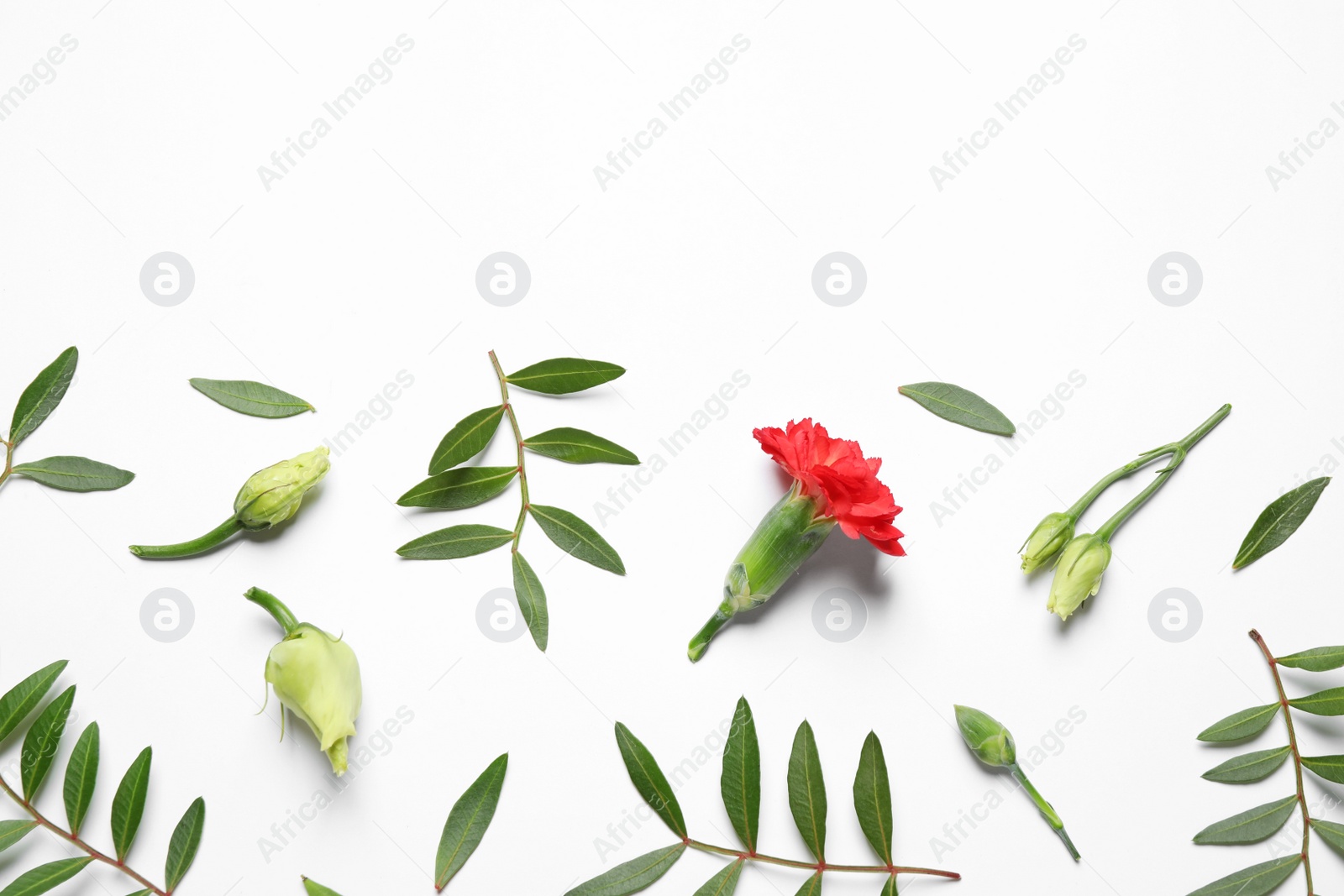 Photo of Composition with beautiful flowers on white background, top view. Floral card design