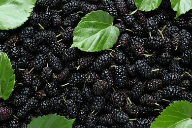 Ripe black mulberries and leaves as background, top view