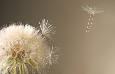 Photo of White dandelion seed head on grey background