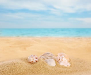 Image of Beautiful exotic sea shells on sandy beach