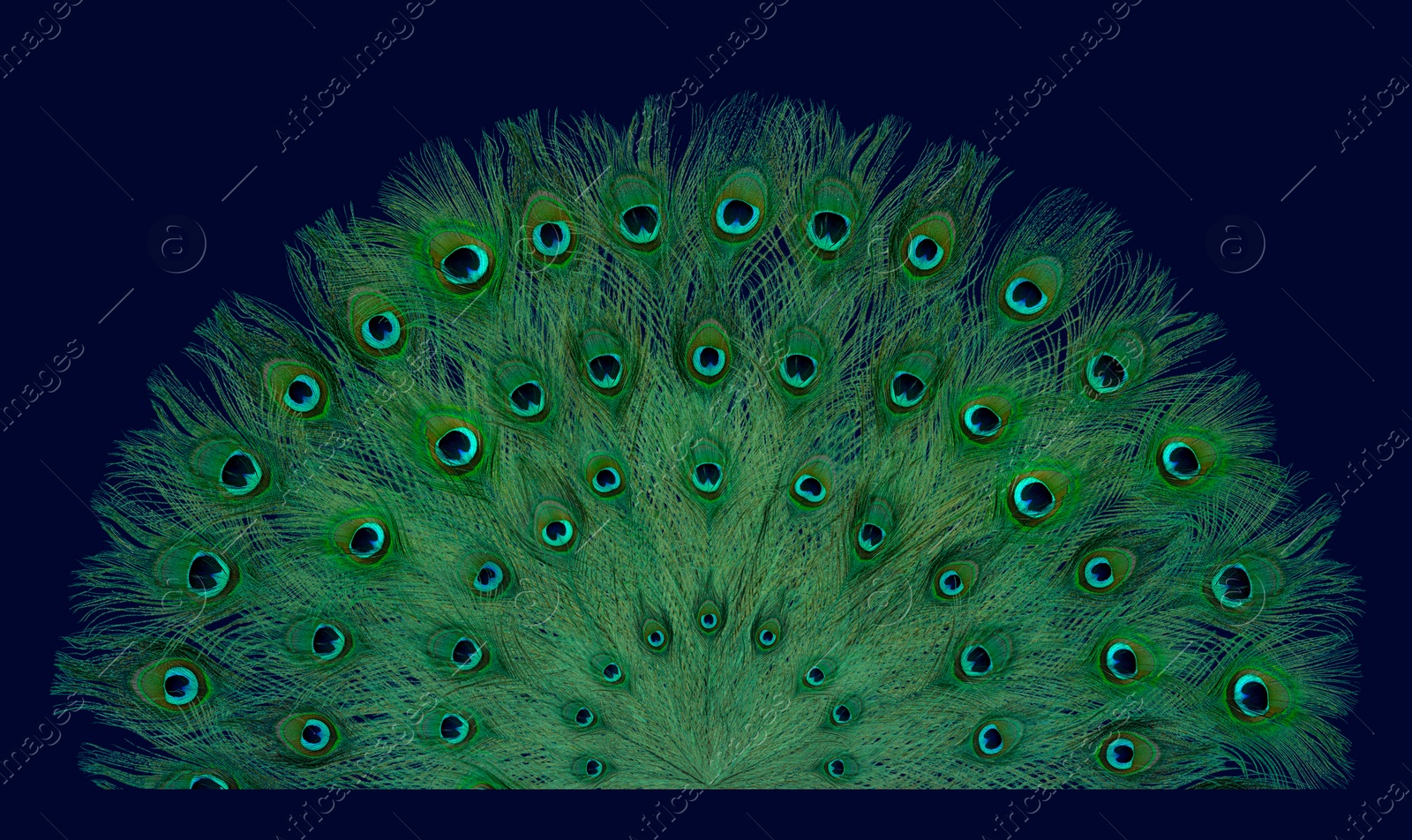 Image of Beautiful bright peacock feathers on blue background