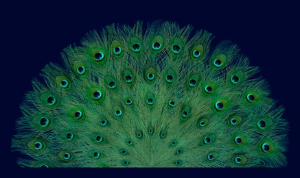 Beautiful bright peacock feathers on blue background