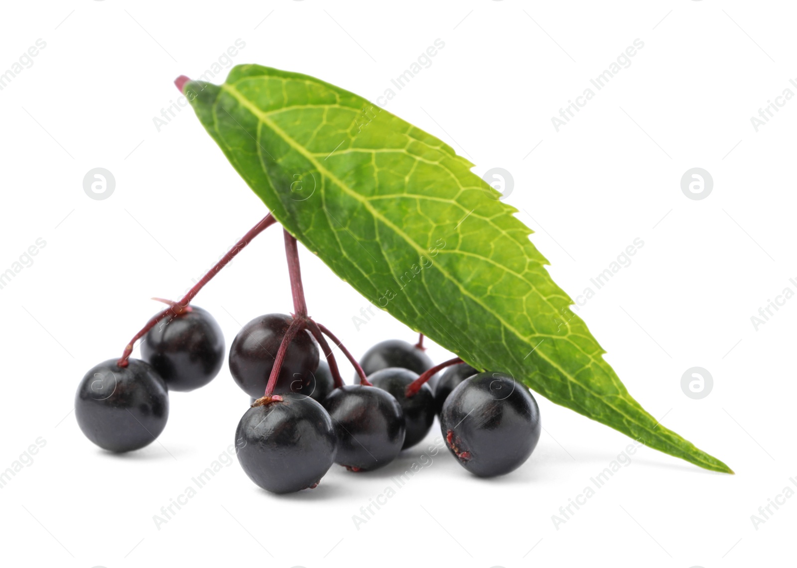 Photo of Delicious ripe black elderberries with green leaf isolated on white