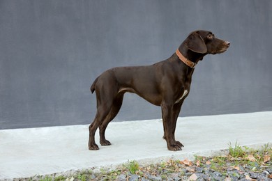 Photo of Cute German Shorthaired Pointer dog near grey wall outdoors