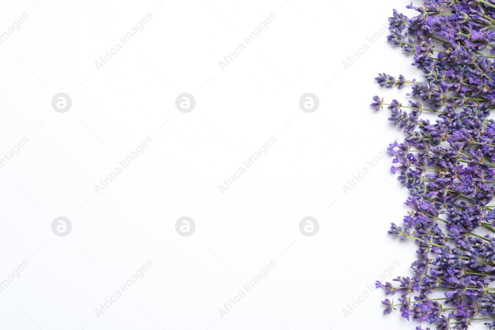 Photo of Beautiful lavender flowers on white background, flat lay. Space for text